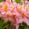 Azalée De Chine Demoiselles De Boutiguery Callista - Rhododendron Hybride -Promesse de fleurs Boutique Azalee de Chine Demoiselles de Boutiguery Callista Rhododendron hybride IF 18439 1
