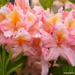 Azalée De Chine Demoiselles De Boutiguery Callista - Rhododendron Hybride