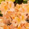 Azalée De Chine Demoiselles De Boutiguery Nella - Rhododendron Hybride -Promesse de fleurs Boutique Azalee de Chine Demoiselles de Boutiguery Nella Rhododendron hybride IF 18442 1