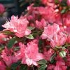 Azalée Japonaise Blaauw's Pink - Rhododendron Hybride -Promesse de fleurs Boutique Azalee japonaise Blaauw s Pink 85720 1