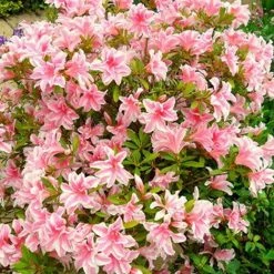 Azalée Japonaise Melle - Rhododendron Hybride