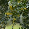 Azara Microphylla - Mimosa Du Chili -Promesse de fleurs Boutique Azara microphylla 85983 1