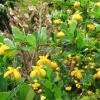 Berberis Buxifolia Nana - Epine-vinette à Feuilles De Buis -Promesse de fleurs Boutique Berberis buxifolia Nana ld Wallygrom 781560 1
