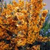 Berberis Linearifolia Orange King - Epine-vinette -Promesse de fleurs Boutique Berberis linearifolia Orange King Epine vinette 83955 1