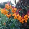 Berberis Lologensis Apricot Queen - Epine-vinette. -Promesse de fleurs Boutique Berberis lologensis Apricot Queen 83956 1