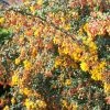 Berberis Stenophylla Corallina Compacta -Promesse de fleurs Boutique Berberis stenophylla Corallina Compacta 84617 1