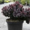 Berberis Thunbergii Concorde - Épine-vinette -Promesse de fleurs Boutique Berberis thunbergii Concorde 100396 1