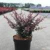 Berberis Thunbergii Dart's Red Lady - Épine-vinette -Promesse de fleurs Boutique Berberis thunbergii Dart s Red Lady 100300 1 1