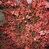 Berberis Thunbergii Fireball - Epine-vinette 1 Berberis Thunbergii Fireball - Epine-vinette -Promesse de fleurs Boutique Berberis thunbergii Fireball 781669 1