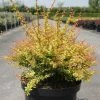 Berberis Thunbergii Golden Dream - Épine-vinette