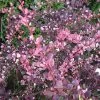 Berberis Thunbergii Harlequin - Epine-vinette -Promesse de fleurs Boutique Berberis thunbergii Harlequin 86962 1