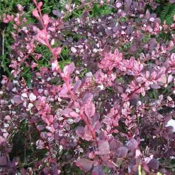 Berberis Thunbergii Harlequin - Epine-vinette