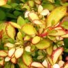 Berberis Thunbergii Limoncello - Epine-vinette -Promesse de fleurs Boutique Berberis thunbergii Limoncello 87377 1