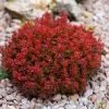 Berberis Thunbergii Lutin Rouge - Epine-vinette Naine 2 Berberis Thunbergii Lutin Rouge - Epine-vinette Naine -Promesse de fleurs Boutique Berberis thunbergii Lutin Rouge 100398 1