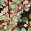 Berberis Thunbergii Natasza -Promesse de fleurs Boutique Berberis thunbergii Natasza 100399 1