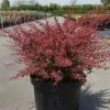 Berberis Thunbergii Orange Dream 2 Berberis Thunbergii Orange Dream -Promesse de fleurs Boutique Berberis thunbergii Orange Dream 83039 1 1