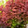 Berberis Thunbergii Orange Rocket - Epine-vinette -Promesse de fleurs Boutique Berberis thunbergii Orange Rocket 781564 1