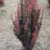 Beberis Thunbergii Red Rocket - Epine-vinette -Promesse de fleurs Boutique Berberis thunbergii Red Rocket 87958 1