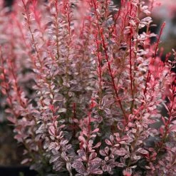 Berberis Thunbergii Rosy Rocket