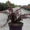 Berberis Thunbergii Toscana -Promesse de fleurs Boutique Berberis thunbergii Toscana 100401 1