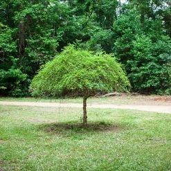 Bouleau Noir - Betula Nigra Summer Cascade