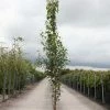 Betula Pendula Fastigiata - Bouleau Fastigié -Promesse de fleurs Boutique Betula pendula Fastigiata 83968 1