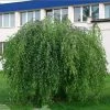 Bouleau Pleureur Youngii - Betula Pendula -Promesse de fleurs Boutique Betula pendula Youngii 83970 1