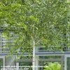 Bouleau De L'Himalaya - Betula Utilis Jacquemontii -Promesse de fleurs Boutique Betula utilis jacquemontii 9525 1