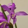 Bletilla Striata Soryu Blue Dragon - Orchidée Jacinthe Bleue -Promesse de fleurs Boutique Bletilla striata Soryu V 5034 1