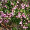 Boronia Crenulata Shark Bay - Boronie à Feuilles Crénelées -Promesse de fleurs Boutique Boronia crenulata Shark Bay 100406 1