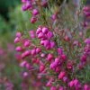 Boronia Heterophylla - Boronie à Feuillage Varié. -Promesse de fleurs Boutique Boronia heterophylla 83395 1