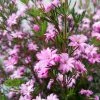 Boronia Pilosa Rose Blossom - Boronie Velue -Promesse de fleurs Boutique Boronia pilosa Rose Blossom Boronie velue IF 16228 1