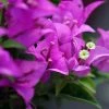 Bougainvillier Violet De Mèze -Promesse de fleurs Boutique Bougainvillea spectoglabra Violet de meze 83235 1