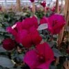 Bougainvillier Spectabilis Pourpre Violacé -Promesse de fleurs Boutique Bougainvillee spectabilis Pourpre 87008 1