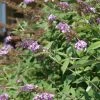 Buddleia Davidii Nanho Purple - Arbre Aux Papillons Nain -Promesse de fleurs Boutique Buddleia davidii Nanho Purple 87569 1