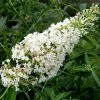 Buddleia Davidii Nanho White - Arbre Aux Papillons Nain -Promesse de fleurs Boutique Buddleia davidii Nanho White 87570 1