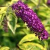 Buddleia Davidii Santana - Arbre à Papillons Panaché -Promesse de fleurs Boutique Buddleia davidii Santana 87573 1