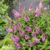 Buddleja Davidii Butterfly Butterfly Candy Little Pink - Arbre Aux Papillons Nain -Promesse de fleurs Boutique Buddleja Butterfly Candy Little Pink copyright 17554 1