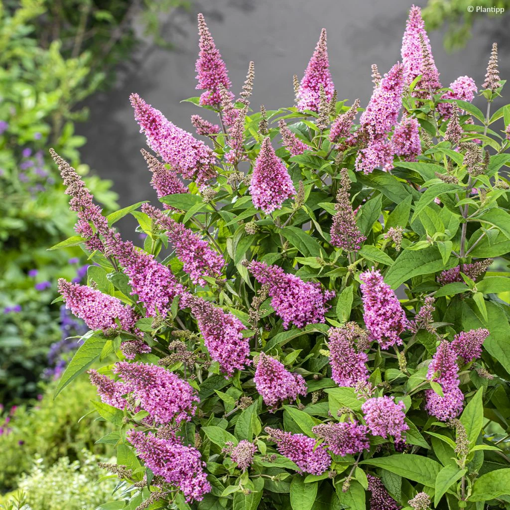 Buddleja Davidii Butterfly Butterfly Candy Little Pink - Arbre Aux Papillons Nain 3 Buddleja Davidii Butterfly Butterfly Candy Little Pink - Arbre Aux Papillons Nain