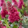 Buddleja Davidii Butterfly Candy Little Ruby - Arbre Aux Papillons Nain -Promesse de fleurs Boutique Buddleja Butterfly Candy Little Ruby copyright 17556 1