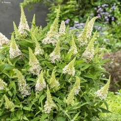 Buddleja Davidii Butterfly Candy Little White - Arbre Aux Papillons Nain
