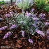 Buddleia Free Petite Lavender Flow - Arbre Aux Papillons 1 Buddleia Free Petite Lavender Flow - Arbre Aux Papillons -Promesse de fleurs Boutique Buddleja Free Petite Lavender Flow 100416 1