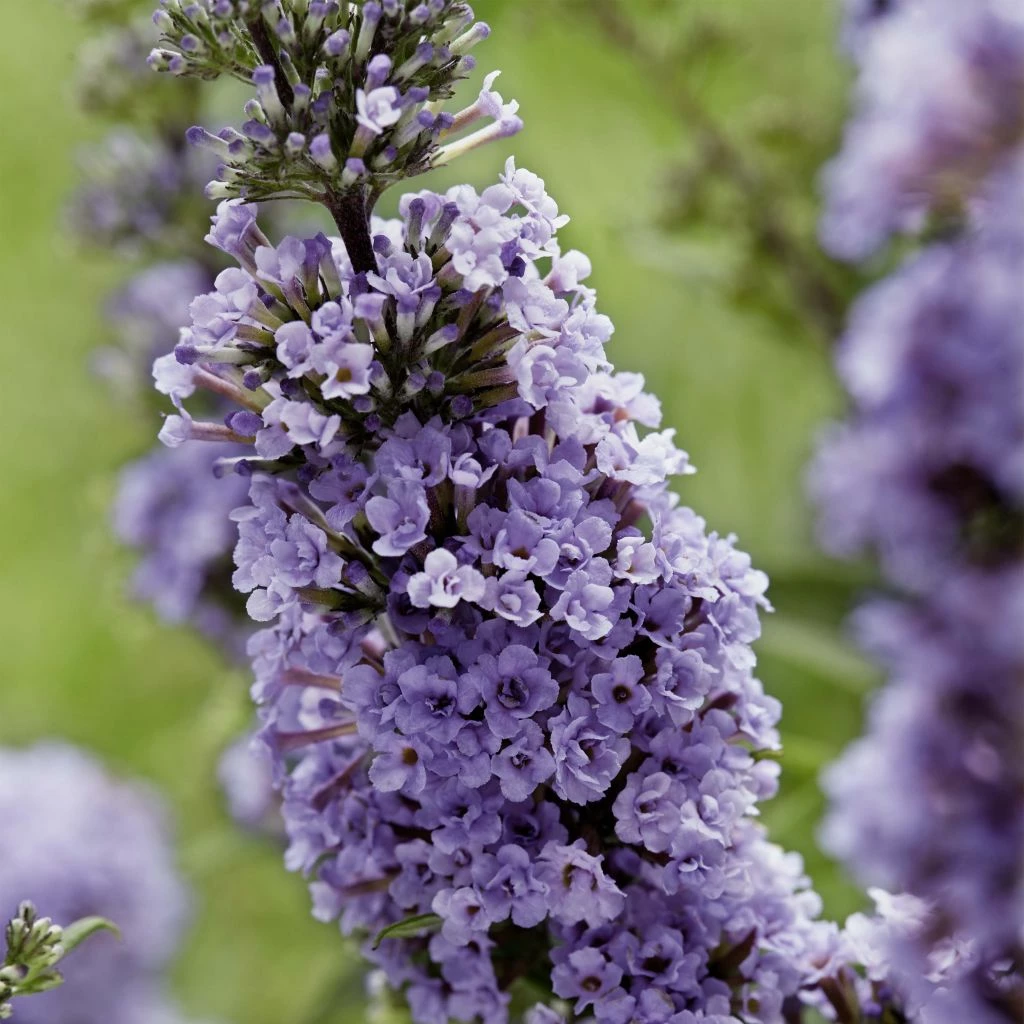 Buddleja High Five Purple - Arbre Aux Papillons 3 Buddleja High Five Purple - Arbre Aux Papillons