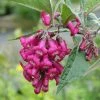 Buddleja Colvilei - Arbre Aux Papillons -Promesse de fleurs Boutique Buddleja colvilei 82653 2