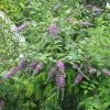 Buddleja Lindleyana - Arbre Aux Papillons De Lindley -Promesse de fleurs Boutique Buddleja lindleyana 83974 1