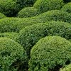 Buis - Buxus Microphylla Faulkner -Promesse de fleurs Boutique Buxus microphylla Faulkner 84797 1