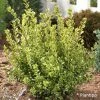 Buxus Sempervirens Golden Dream - Buis Commun 1 Buxus Sempervirens Golden Dream - Buis Commun -Promesse de fleurs Boutique Buxus sempervirens Golden Dream 100392 1