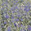 Caryopteris White Surprise - Spirée Bleue, Barbe-bleue -Promesse de fleurs Boutique CARYOPTERIS x clandonensis WHITE SURPRISEcov copyright SAPHO obt2 7622 2