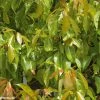 Camphrier - Cinnamomum Camphora -Promesse de fleurs Boutique CINNAMOMUM CAMPHORA 781730 1