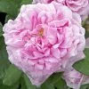 Rosier Ancien Comte De Chambord -Promesse de fleurs Boutique COMTE DE CHAMBORD 822762 1